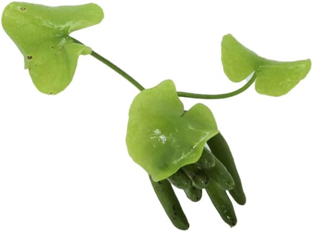 Banana Plant Nymphoides Aquatica Banana Lily Live Aquarium Plant Live Aquatic Plants Awesome Aquatics (1, Banana)-PawvioPets