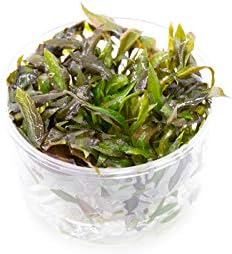 Cryptocoryne Walkeri in Vitro Tissue Culture Cup-PawvioPets