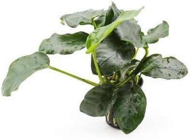 Anubias Live Aquarium Plants - Potted Freshwater Plant for Fish Tanks, Terrariums - Beginner Friendly Low Light (Nana Thick Leaf, 1 Pot)-PawvioPets