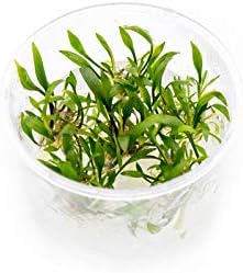 Cryptocoryne Lutea in Vitro Tissue Culture Cup-PawvioPets
