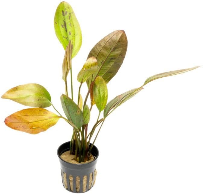 Echinodorus Ozelot Sword Live Plant for Freshwater Aquariums, Natural Fish Tank Decorations, and Aquatic Decor (1 Pot (2-3 Plants))-PawvioPets