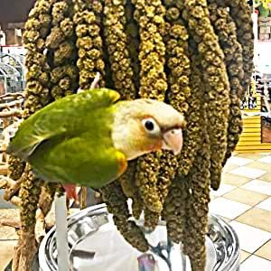 Birds LOVE Economy & Thin Special Spray Millet GMO-Free (No Stems Only Edible Tops) for Birds Cockatiel Lovebird Parakeet Finch Canary All Parrots Healthy Treat - 25lbs-PawvioPets