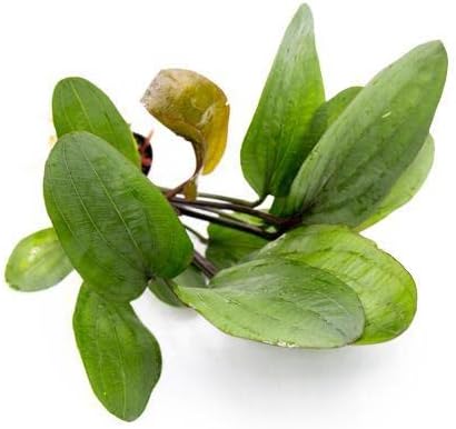 Echinodorus Big Bear Sword Live Plant for Freshwater Aquariums, Natural Fish Tank Decorations, and Aquatic Decor (1 Pot (2-3 Plants))-PawvioPets