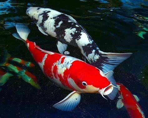 Aquatic Foods Inc. Freeze Dried Floating Brine Shrimp Cubes and Tubifex Cubes for All Tropical Fish, Marine Fish, Discus, Cichlids, Koi & Pond Fish, Turtles…1.5oz Small Jar-PawvioPets