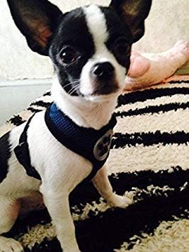 BINGPET Dog Vest Harness -Light Weight Breathable Sports Mesh - Pet Adjustable Harness Puppy Padded Harnesses Dog Vest Harness for Small Dogs-PawvioPets