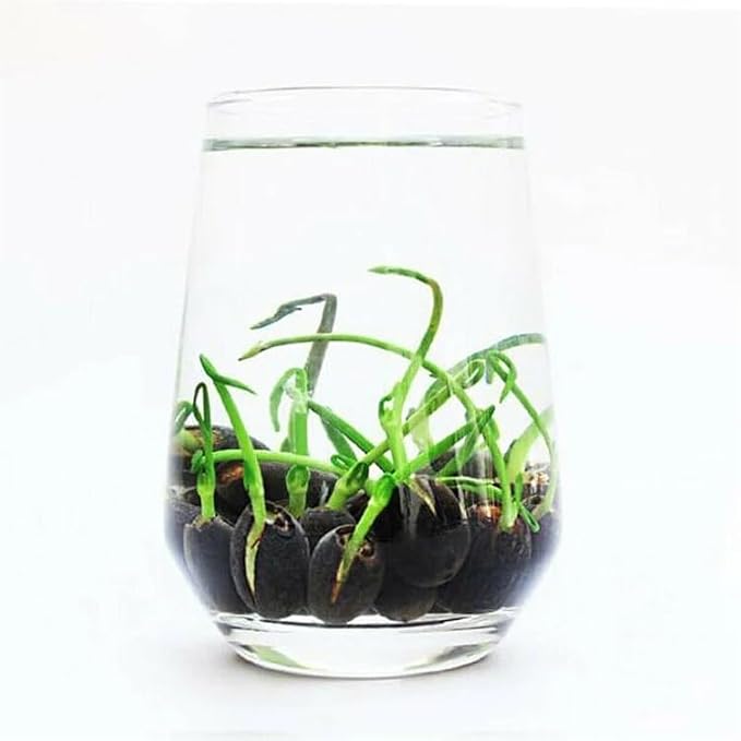 10pcs Mixed Color Bonsai Bowl Lotus Live Plants - Pre-Sprouted Non-GMO - Aquatic Beauties for Indoor and Outdoor Serenity Planting Instructions for Easy Grow - Great Gardening Gifts-PawvioPets