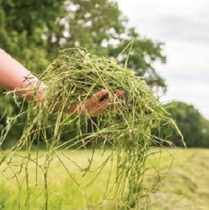 Blue Mountain Hay | Fresh Timothy Hay (25 Pounds) | Great for All Ages | High-Altitude Hay Pet Food for Rabbits, Guinea Pigs, Chinchillas, Hamsters, and Other Small Pets-PawvioPets