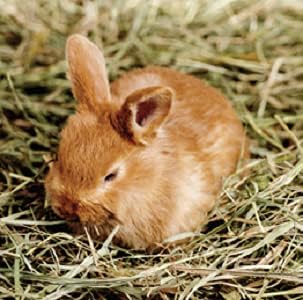 Blue Mountain Hay | Fresh Timothy Hay (25 Pounds) | Great for All Ages | High-Altitude Hay Pet Food for Rabbits, Guinea Pigs, Chinchillas, Hamsters, and Other Small Pets-PawvioPets