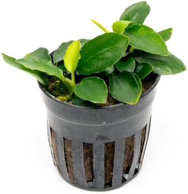 Anubias Live Aquarium Plants - Potted Freshwater Plant for Fish Tanks, Terrariums - Beginner Friendly Low Light (Nana Long Wavy, 3 Pots)-PawvioPets