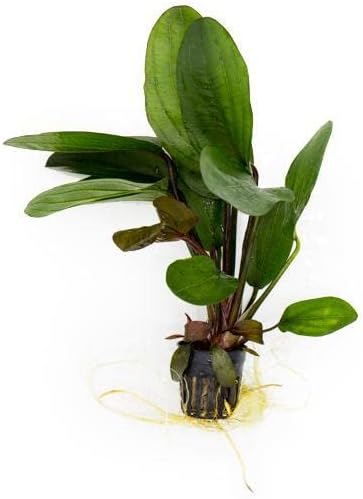 Echinodorus Big Bear Sword Live Plant for Freshwater Aquariums, Natural Fish Tank Decorations, and Aquatic Decor (1 Pot (2-3 Plants))-PawvioPets