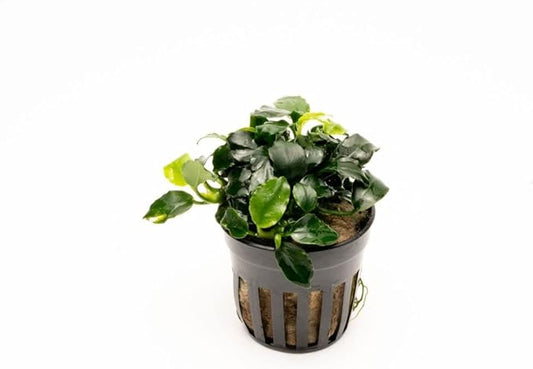 Anubias Live Aquarium Plants - Potted Freshwater Plant for Fish Tanks, Terrariums - Beginner Friendly Low Light (Barteri Dark Angel, 1 Pot)-PawvioPets