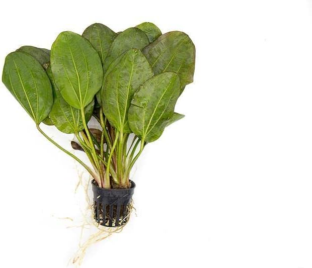 Echinodorus Fancy Twist Sword Live Plant for Freshwater Aquariums, Natural Fish Tank Decorations, and Aquatic Decor (1 Pot (2-3 Plants))-PawvioPets