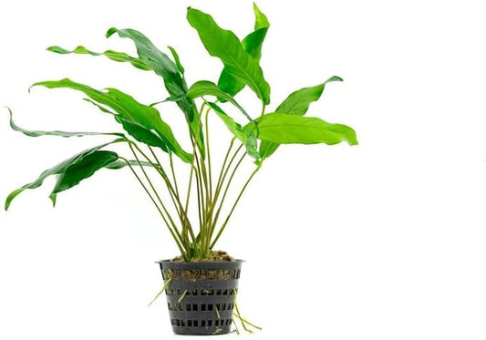 Anubias Live Aquarium Plants - Potted Freshwater Plant for Fish Tanks, Terrariums - Beginner Friendly Low Light (Minima, Mother Plant)-PawvioPets