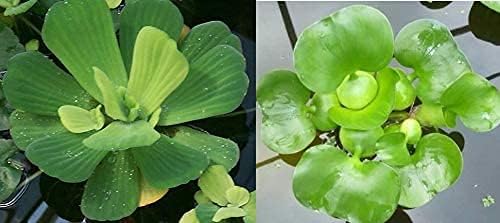 2 Water Lettuce + 2 Water Hyacinth Bundle - Floating Live Pond Plants-PawvioPets