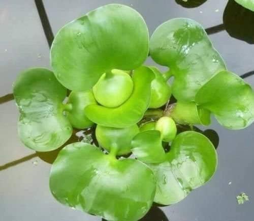 2 Water Lettuce + 2 Water Hyacinth Bundle - Floating Live Pond Plants-PawvioPets