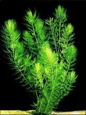 3 Hornwort Bunch Plants for Ponds or Aquariums-PawvioPets