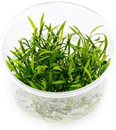 Cryptocoryne parva in Vitro Tissue Culture Small Cup-PawvioPets