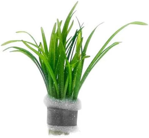 Dwarf Sagittaria Subulata Live Aquarium Plant for Freshwater Planted Fish Tanks - Aquatic Potted Plants (Bunch)-PawvioPets
