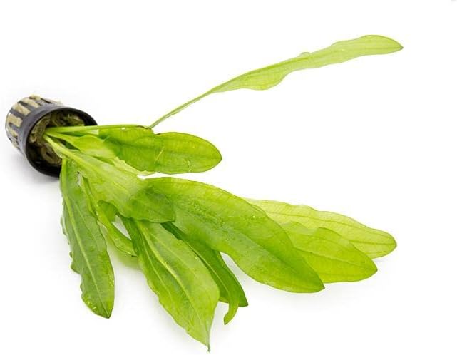 Echinodorus Major Ruffle Sword Live Plant for Freshwater Aquariums, Natural Fish Tank Decorations, and Aquatic Decor (1 Pot (2-3 Plants))-PawvioPets