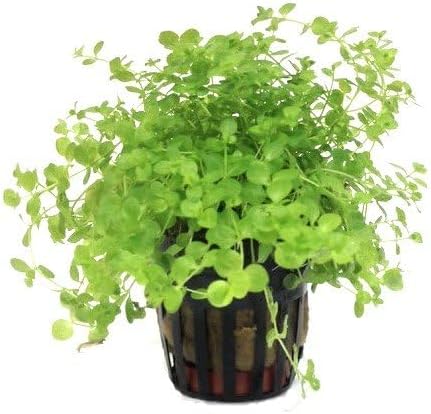 Foreground Potted Live Aquarium Plants | Freshwater Aquatic Plants for Aquariums (Potted Monte Carlo, 5 Pack)-PawvioPets