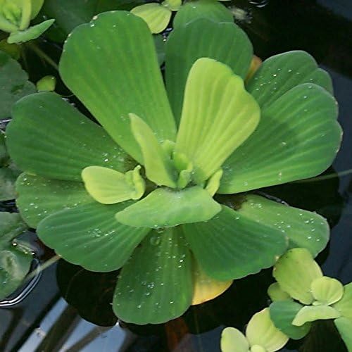 2 Water Lettuce + 2 Water Hyacinth Bundle - Floating Live Pond Plants-PawvioPets