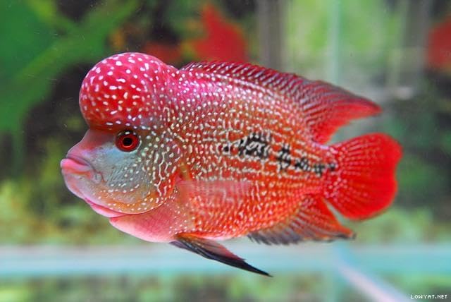 Aquatic Foods Inc. Freeze Dried Floating Brine Shrimp Cubes and Tubifex Cubes for All Tropical Fish, Marine Fish, Discus, Cichlids, Koi & Pond Fish, Turtles…1.5oz Small Jar-PawvioPets