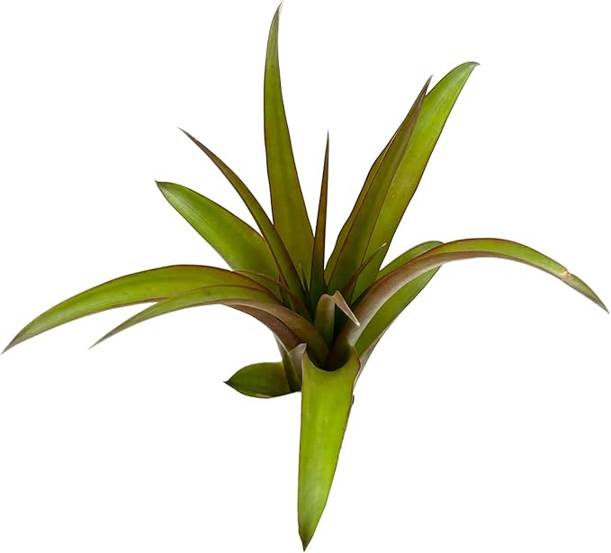 Air Plants - Tillandsia Red Capitata, Large 5-7” - 3 ct - Live Arrival Guaranteed - House Plants for Home Decor & Gift-PawvioPets