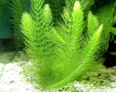 6 Species Aquarium Plants Package - Java Fern (Microsorum), Anubias (Anubias Barteri), Hornwort (Ceratophyllum demersum), Swords (Echinodorus), Moneywort (Bacopa), Cryptocoryne Green (Cryptocoryne)-PawvioPets