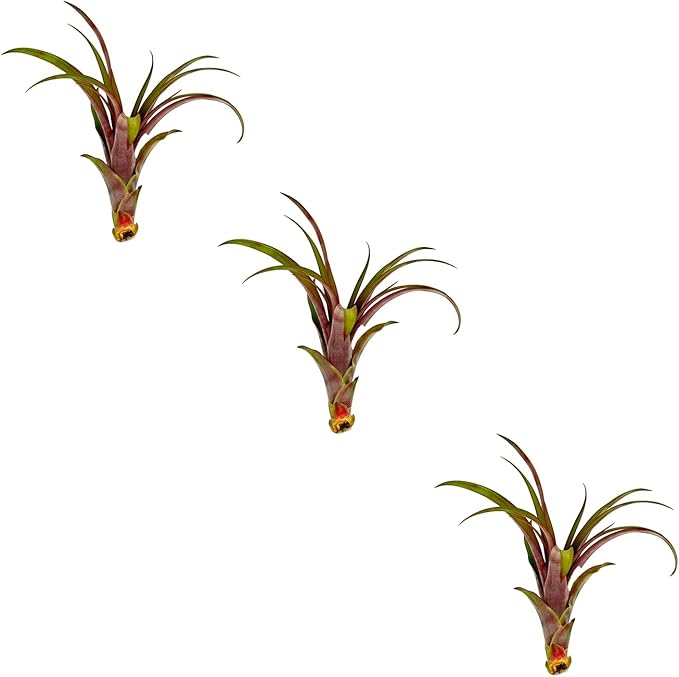 Air Plants - Tillandsia Red Capitata, Large 5-7” - 3 ct - Live Arrival Guaranteed - House Plants for Home Decor & Gift-PawvioPets