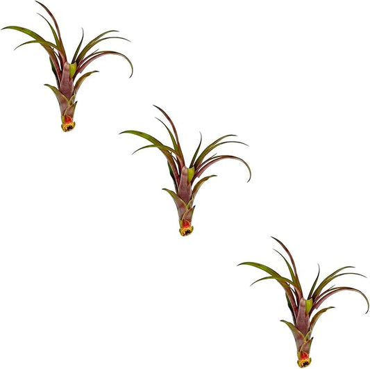 Air Plants - Tillandsia Red Capitata, Large 5-7” - 3 ct - Live Arrival Guaranteed - House Plants for Home Decor & Gift-PawvioPets