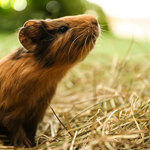 Blue Mountain Hay | Fresh Organic Oat Hay (15 Ounce) | Good for Sensitive Digestion | High-Altitude Hay Pet Food for Rabbits, Guinea Pigs, Chinchillas, Hamsters, and Other Small Pets-PawvioPets