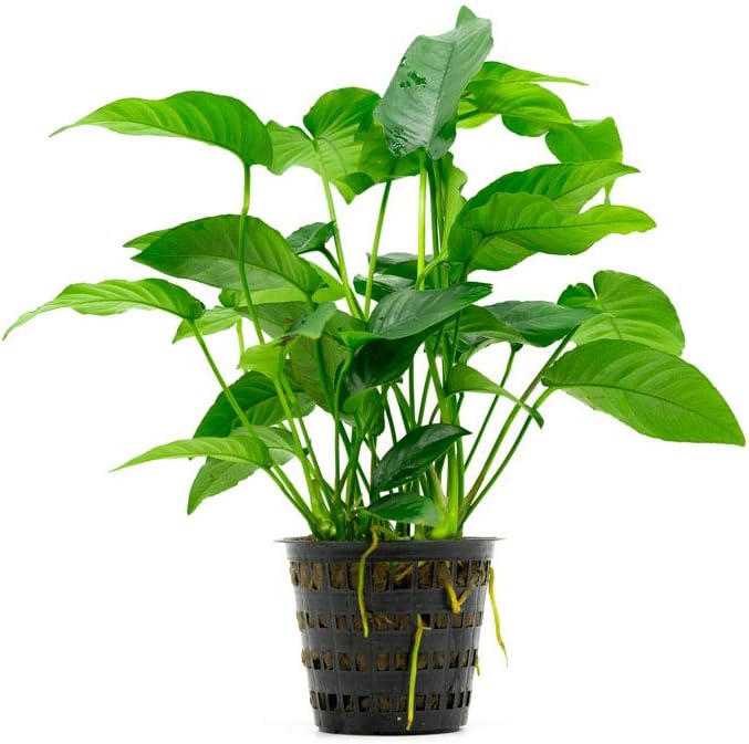 Anubias Live Aquarium Plants - Potted Freshwater Plant for Fish Tanks, Terrariums - Beginner Friendly Low Light (Barteri Striped, Mother Plant)-PawvioPets