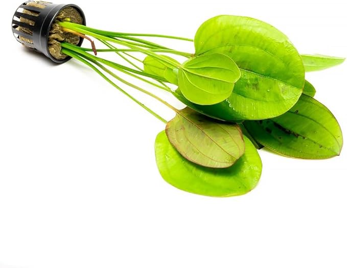 Echinodorus Yellow Sun Sword Live Plant for Freshwater Aquariums, Natural Fish Tank Decorations, and Aquatic Decor (1 Pot (2-3 Plants))-PawvioPets