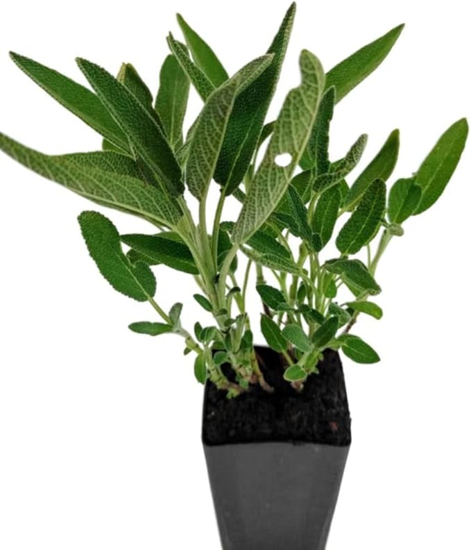 Black and Blue Salvia Guaranitica – Live Perennial Plant 3" Pot – Hummingbirds-PawvioPets