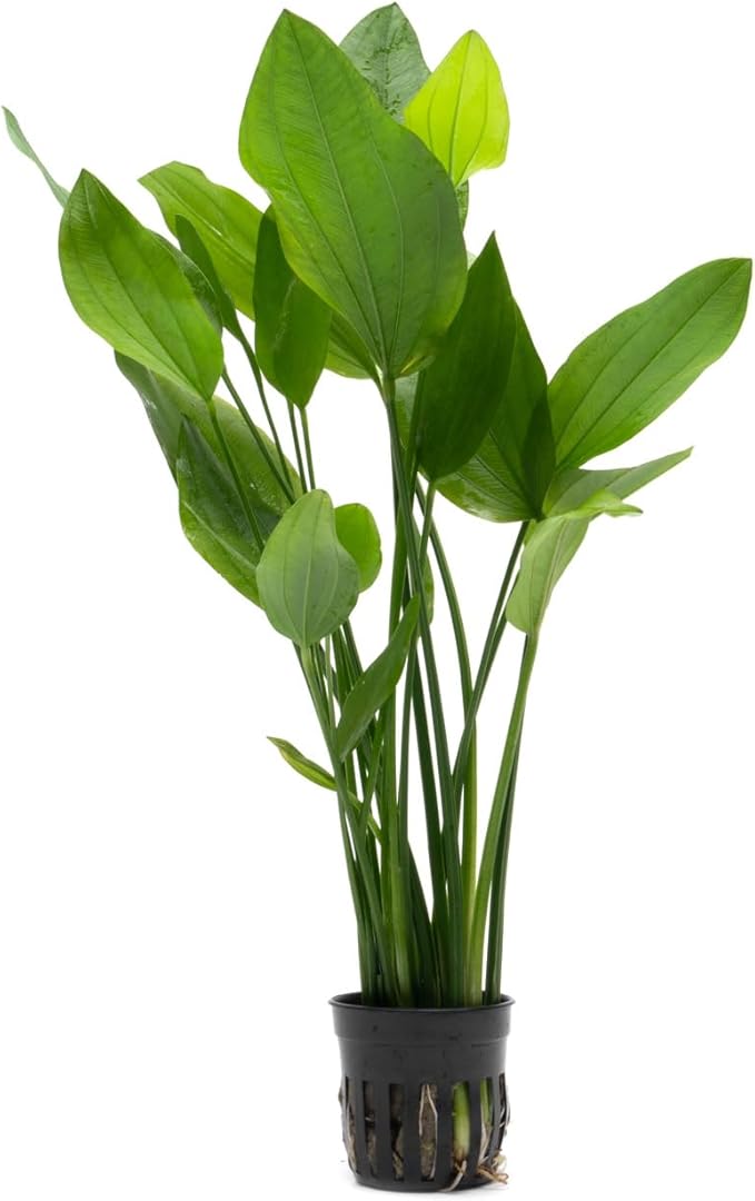 Echinodorus Grandifolius Sword Live Plant for Freshwater Aquariums, Natural Fish Tank Decorations, and Aquatic Decor (1 Pot (2-3 Plants))-PawvioPets
