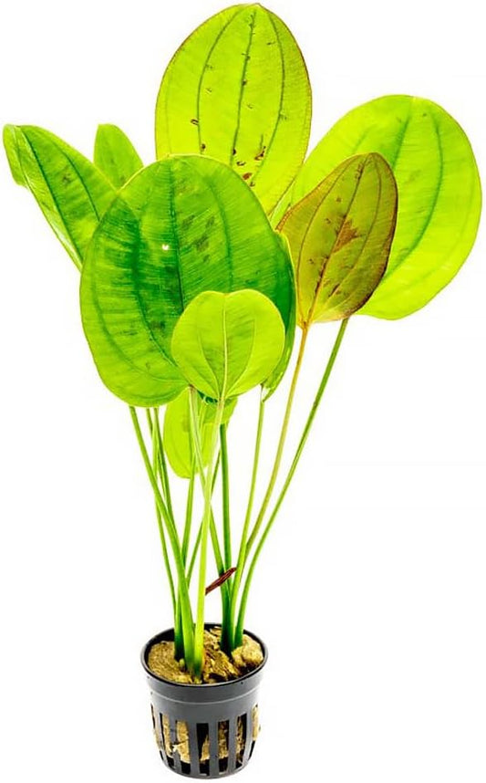 Echinodorus Yellow Sun Sword Live Plant for Freshwater Aquariums, Natural Fish Tank Decorations, and Aquatic Decor (1 Pot (2-3 Plants))-PawvioPets