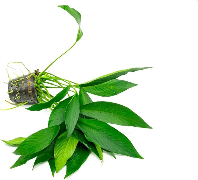 Anubias Live Aquarium Plants - Potted Freshwater Plant for Fish Tanks, Terrariums - Beginner Friendly Low Light (Congensis, Mother Plant)-PawvioPets