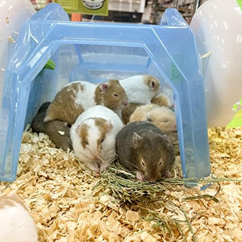 Blue Mountain Hay | Fresh Organic Oat Hay (15 Ounce) | Good for Sensitive Digestion | High-Altitude Hay Pet Food for Rabbits, Guinea Pigs, Chinchillas, Hamsters, and Other Small Pets-PawvioPets