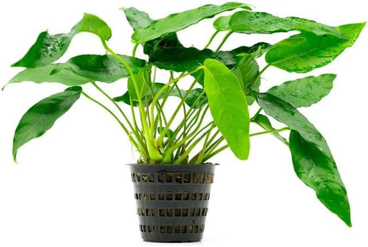 Anubias Live Aquarium Plants - Potted Freshwater Plant for Fish Tanks, Terrariums - Beginner Friendly Low Light (Short and Sharp, Mother Plant)-PawvioPets