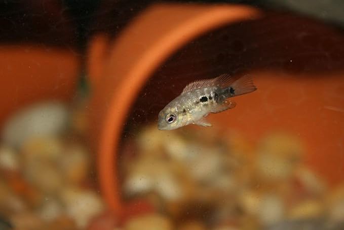 Aquatic Foods Inc. 6-Pack of Bloodworms, Brine Shrimp, Daphnia, Mysis Shrimp, Rotifers, Tubifex Powder & Bits for Freshwater Fish, Marines, Corals, Anemones, Baby Pond Fish…6 x SM Squeeze Bottles-PawvioPets