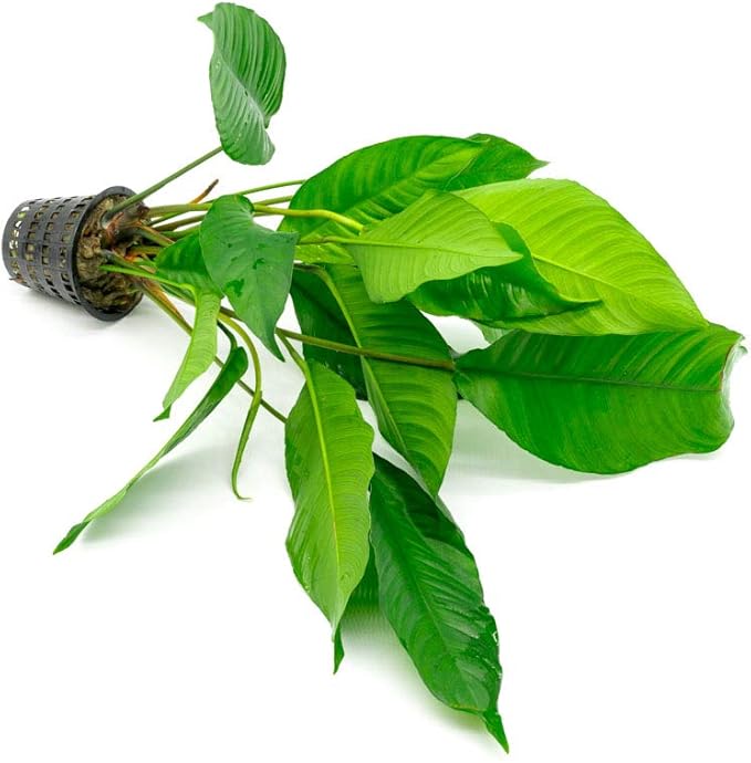 Anubias Live Aquarium Plants - Potted Freshwater Plant for Fish Tanks, Terrariums - Beginner Friendly Low Light (Heterophylla, Mother Plant)-PawvioPets