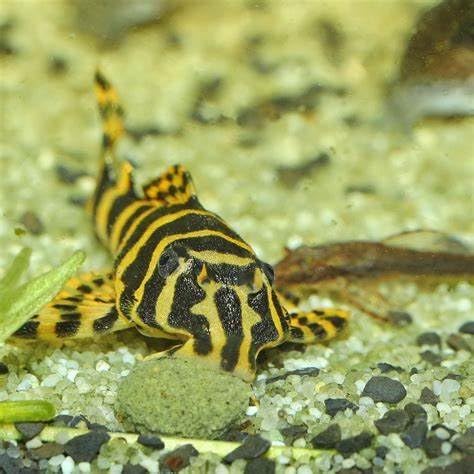 Aquatic Foods Inc. Wafers 3.5mm - 1/8" Intense Color Enhancing Sinking Micro Wafers for All Tropical Fish, Cichlids, Catfish, Plecos, All Bottom Fish, Shrimp, Snails, Crabs, …11oz Small Jar-PawvioPets