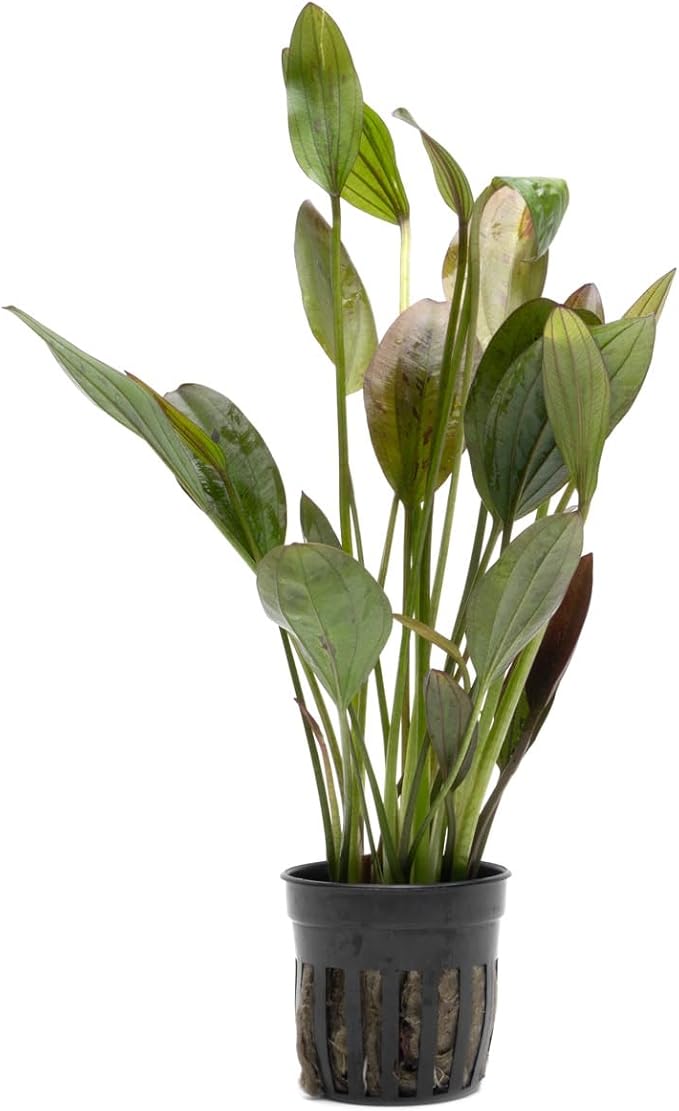 Echinodorus Ozelot Green Sword Live Plant for Freshwater Aquariums, Natural Fish Tank Decorations, and Aquatic Decor (1 Pot (2-3 Plants))-PawvioPets