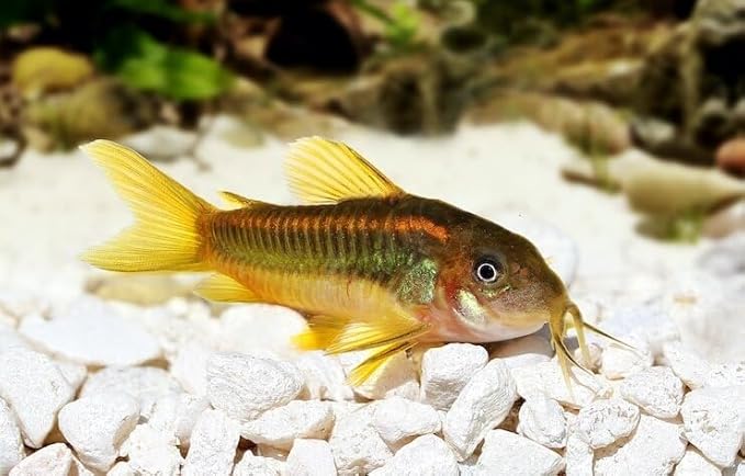 Aquatic Foods Inc. 12-Type Ultra Mix of 1mm, 2mm, 3mm Floating & Sinking California Blackworm and Intense Coloring Pellets for All Tropical Fish & Pond Fish...1/4-lb Bag-PawvioPets