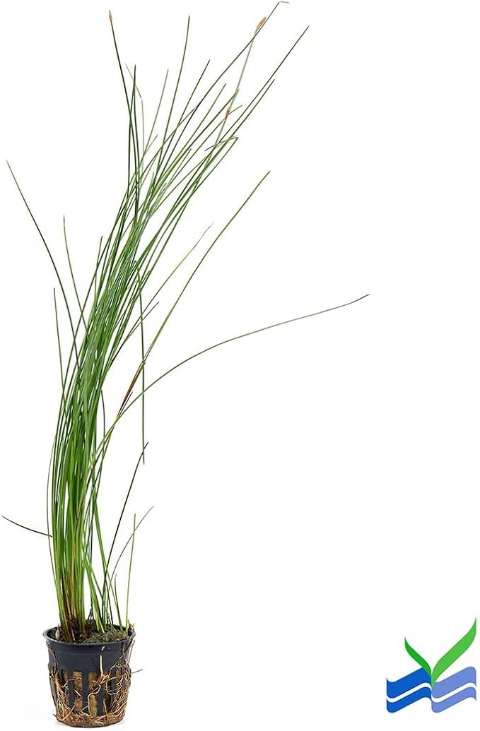 Aquarium Plants Discounts Potted Tall Hairgrass by AquaLeaf Aquatics - Easy Aquatic Live Plant- (Potted Tall Hairgrass, 3 Pack)-PawvioPets