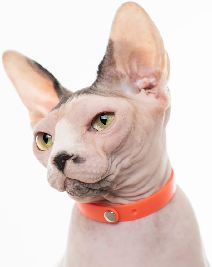 5 Pack Breakaway Cat Collar - Soft, Comfortable, and Lightweight Safety Buckle Collar with ID Tag Ring for Outdoor Cats and Kittens by Nuvuq (6 ⅞" to 10 ¼", Red, Orange, Pink, Blue and Black)-PawvioPets