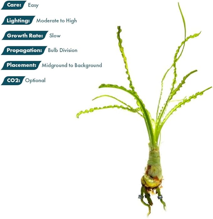 Crinum Calamistratum Live Aquarium Plant – African Onion Plant, Slow-Growing Freshwater Aquatic w/Curly Green Leaves for Planted Tanks, Background or Midground Tank Placement - Bulb-PawvioPets