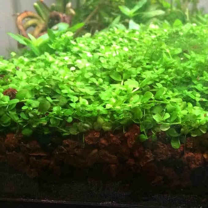 Foreground Potted Live Aquarium Plants | Freshwater Aquatic Plants for Aquariums (Potted Monte Carlo, 5 Pack)-PawvioPets