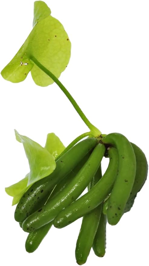 Banana Plant Nymphoides Aquatica Banana Lily Live Aquarium Plant Live Aquatic Plants Awesome Aquatics (1, Banana)-PawvioPets