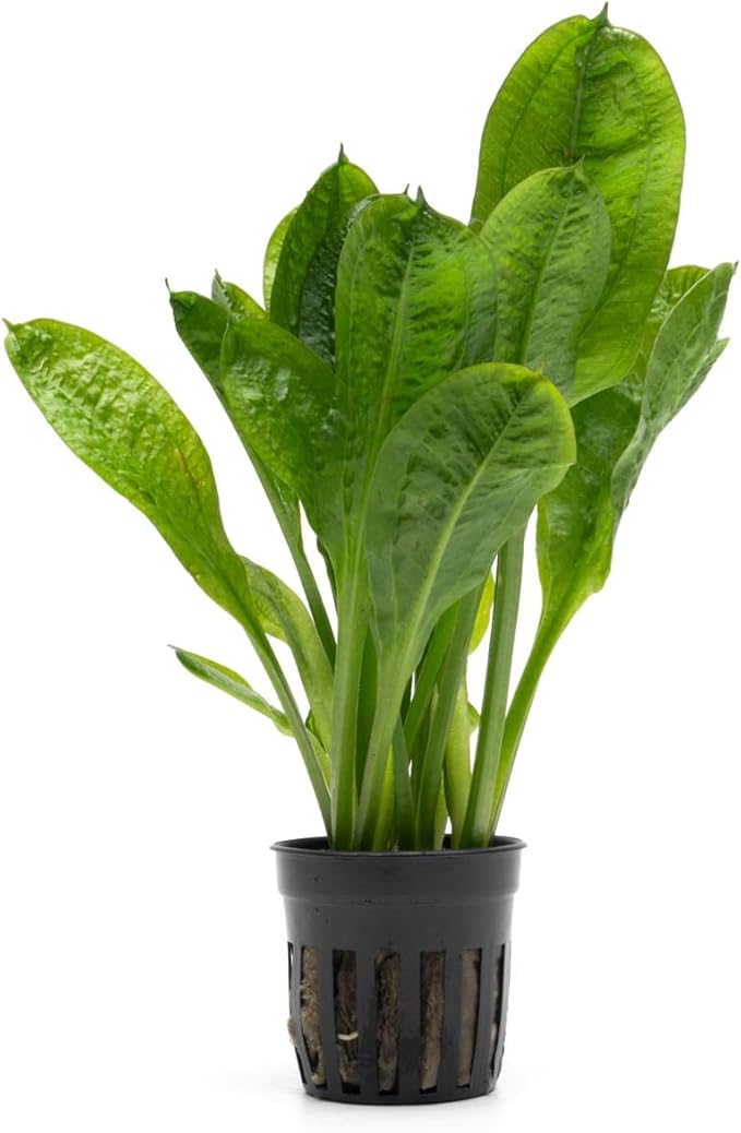 Echinodorus Parviflorus Rosette Sword Live Plant for Freshwater Aquariums, Natural Fish Tank Decorations, and Aquatic Decor (1 Pot (2-3 Plants))-PawvioPets